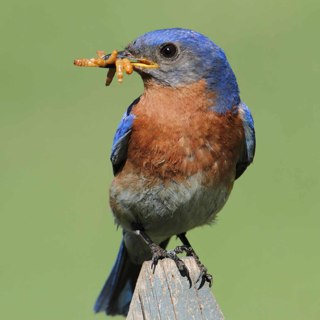 A male Eastern Bluebird is perched on a branch, looking to the left with a bunch of caterpillars in his beak.